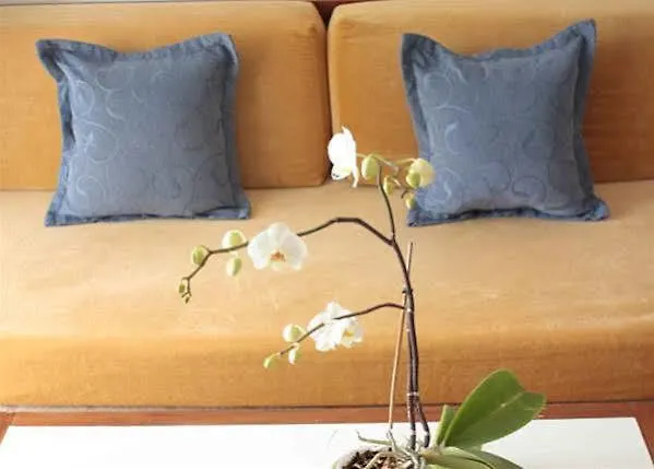 Maria Cristina Daire *